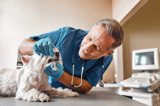 Best Weekend Emergency Dentist in Magnolia Springs, AL